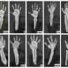 Marie Curie inspired x-rays!