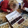 tweezer grip for sorting seeds